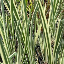 Ajeras balinis (Acorus calamus) 'Variegatus' prie kūdros ar tvenkinio
