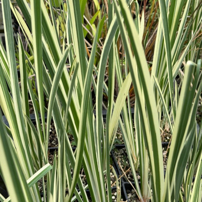 Ajeras balinis (Acorus calamus) 'Variegatus' prie kūdros ar tvenkinio