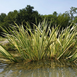 Ajeras balinis (Acorus calamus) 'Variegatus' prie kūdros ar tvenkinio