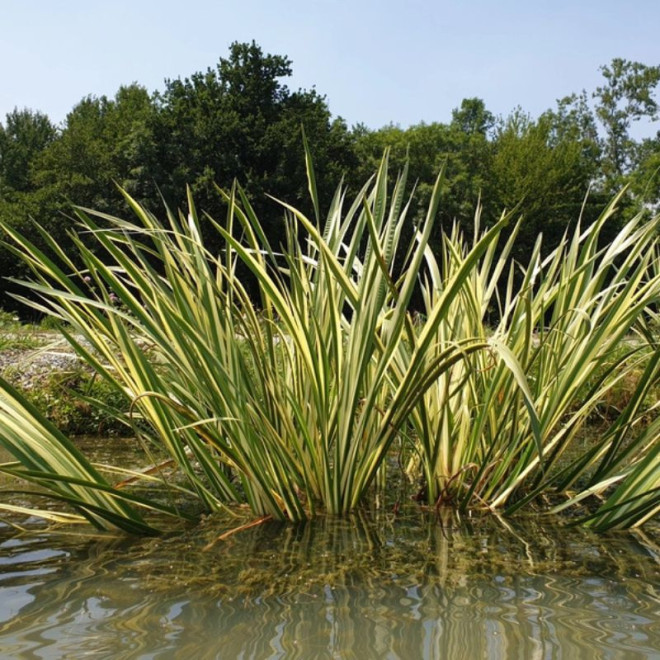 Ajeras balinis (Acorus calamus) 'Variegatus' prie kūdros ar tvenkinio
