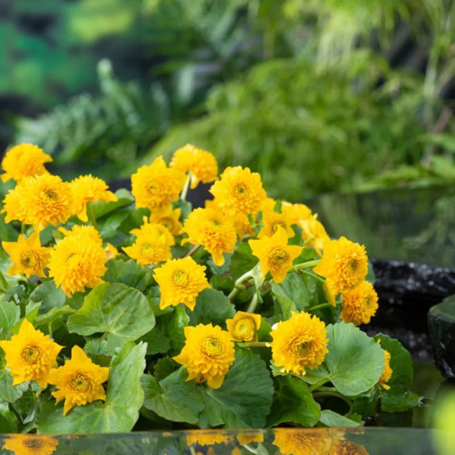 Puriena pelkinė (Caltha palustris) 'Multiplex'