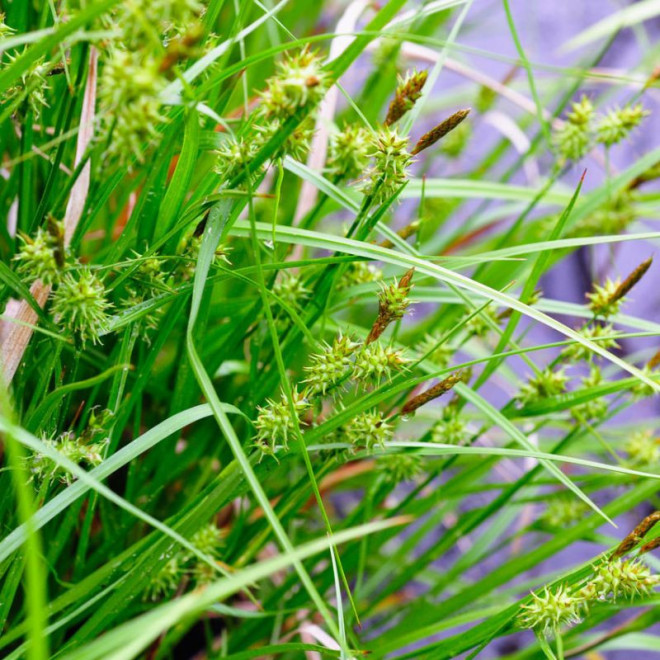 Viksva gelsvoji (Carex flava)