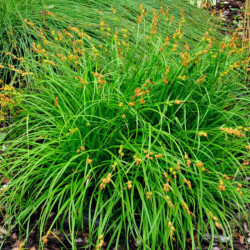 Viksva gelsvoji (Carex flava)