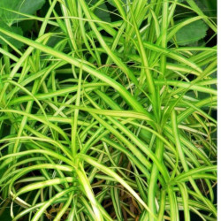 Viksva (Carex muskingumensis) 'Aureovariegata'