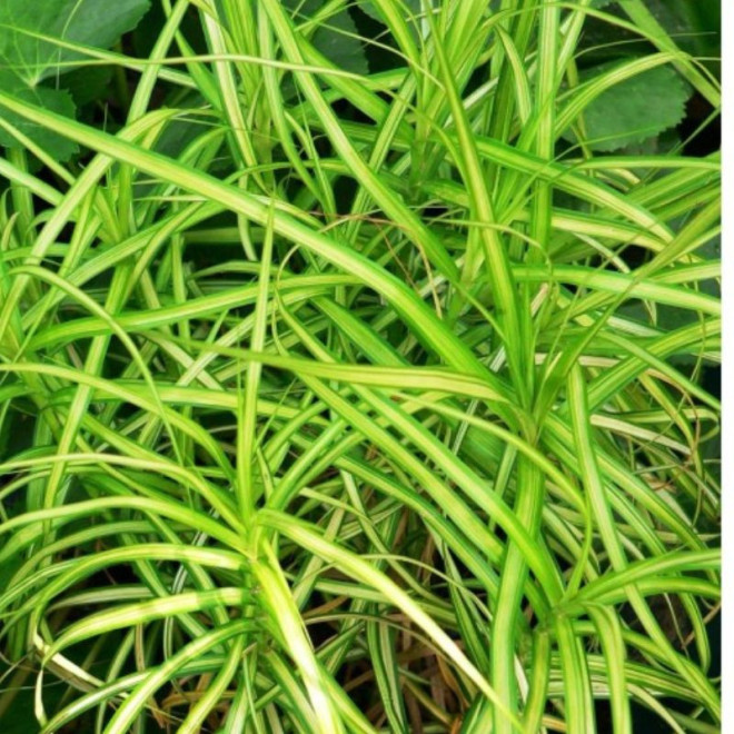 Viksva (Carex muskingumensis) 'Aureovariegata'