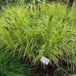 Viksva (Carex muskingumensis) 'Aureovariegata'