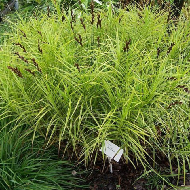 Viksva (Carex muskingumensis) 'Aureovariegata'