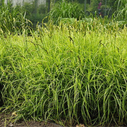 Viksva (Carex muskingumensis) 'Aureovariegata'