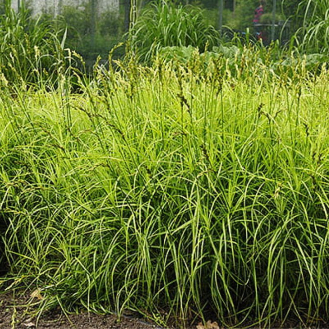 Viksva (Carex muskingumensis) 'Aureovariegata'