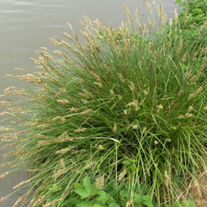 Viksva šluotelinė (Carex paniculata)