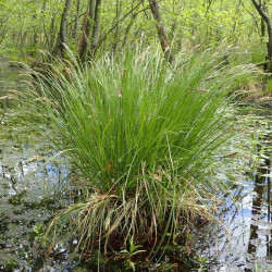 Viksva šluotelinė (Carex paniculata)