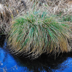 Viksva šluotelinė (Carex paniculata)