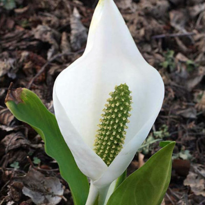 Lizichitonas kamčiatkinis (Lysichiton camtschatcensis)