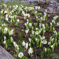 Lizichitonas kamčiatkinis (Lysichiton camtschatcensis)
