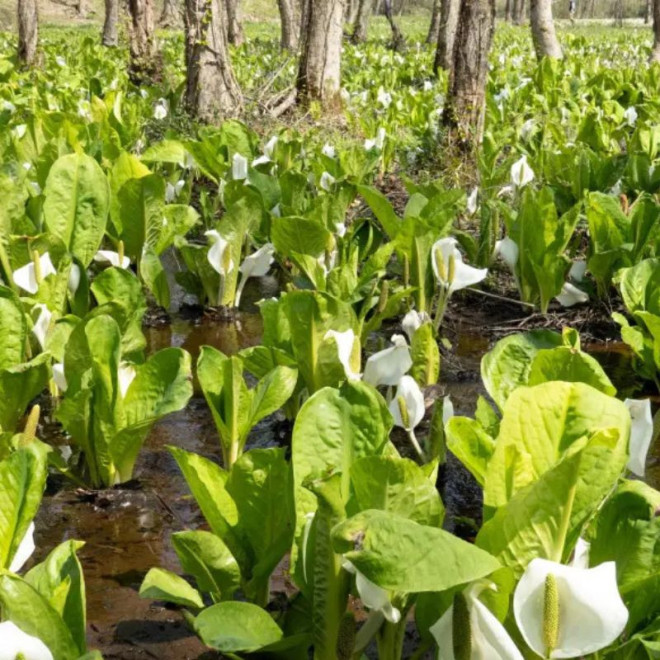 Lizichitonas kamčiatkinis (Lysichiton camtschatcensis)