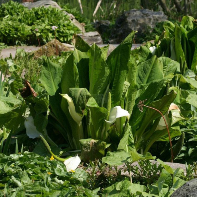 Lizichitonas kamčiatkinis (Lysichiton camtschatcensis)