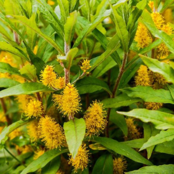 Šilingė (Lysimachia thyrsiflora)