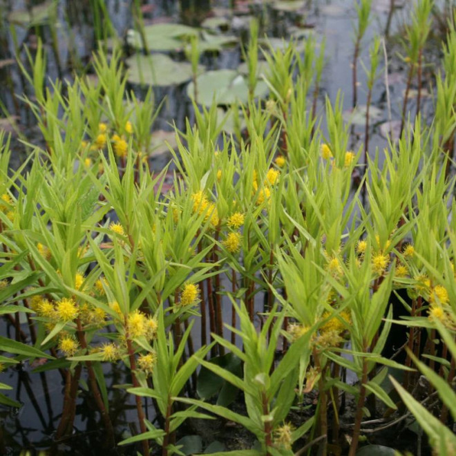 Šilingė (Lysimachia thyrsiflora)