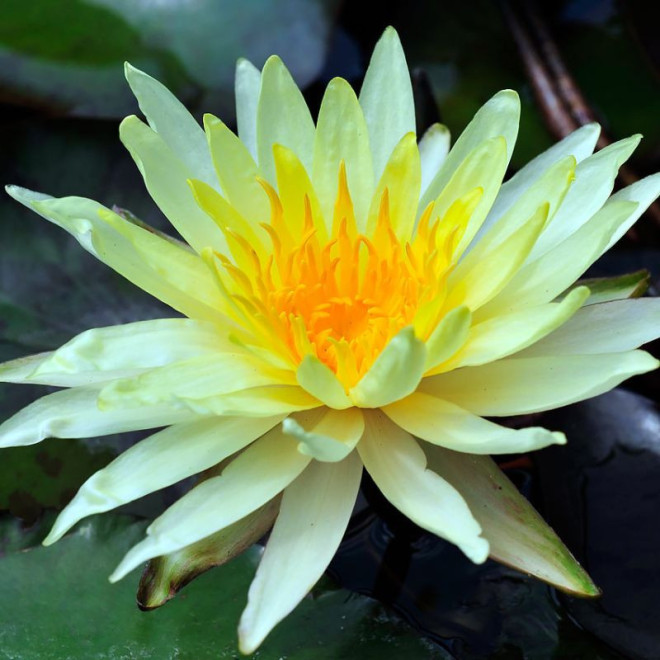Lelija vandens (Nymphaea) 'Joey Tomocik'