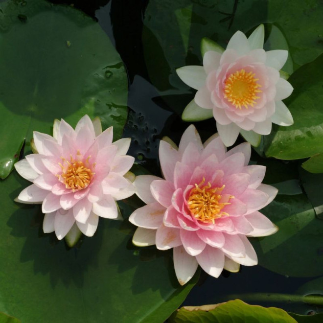 Lelija vandens (Nymphaea) 'Madame Wilfron Gonnere'