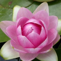 Lelija vandens (Nymphaea) 'Madame Wilfron Gonnere'