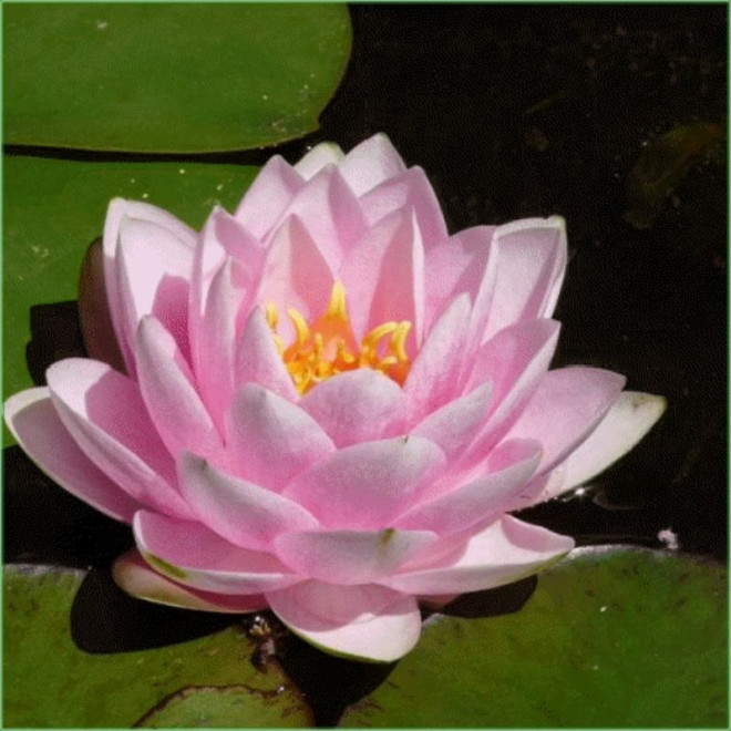 Lelija vandens (Nymphaea) 'Madame Wilfron Gonnere'