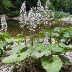 Šaukštis plačialapis (Petasites hybridus)