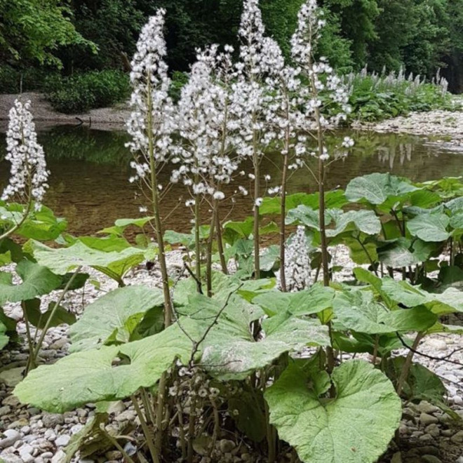 Šaukštis plačialapis (Petasites hybridus)