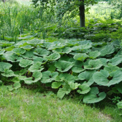 Šaukštis plačialapis (Petasites hybridus)