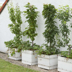 Komplektas 'Mažam sodui' koloniniai vaismedžiai