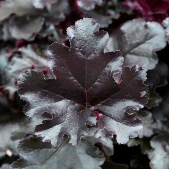 Alūnė (Heuchera) 'Black Pearl'