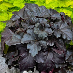 Alūnė (Heuchera) 'Black Pearl'