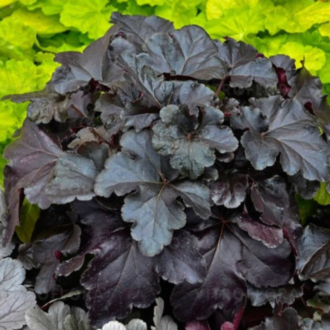 Alūnė (Heuchera) 'Black Pearl'