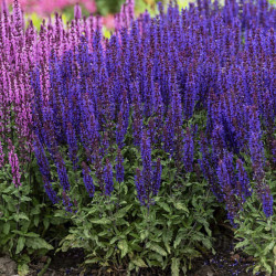 Šalavijas gojinis (Salvia nemorosa)  'Noche'