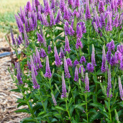Veronika (Veronica spicata) 'First Match'