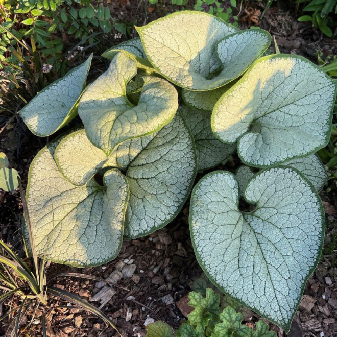 Brunera (Brunnera macrophylla) 'Silver Heart'