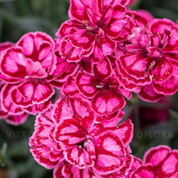 Gvazdikas (Dianthus hybrida) 'Strawberry Eyes'