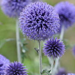 Bandrenis žydrasis (Echinops ritro)