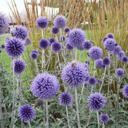 Bandrenis žydrasis (Echinops ritro)