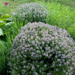 Čiobrelis vaistinis (Thymus vulgaris)