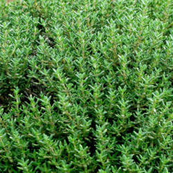 Čiobrelis vaistinis (Thymus vulgaris)