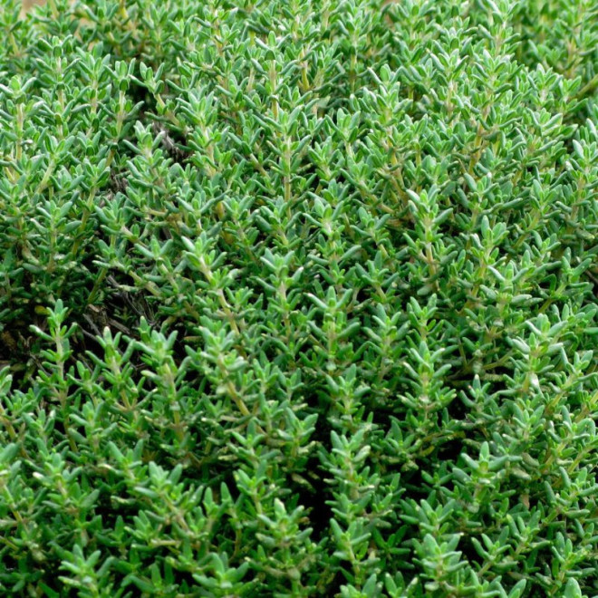 Čiobrelis vaistinis (Thymus vulgaris)
