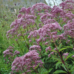 Kemeras (Eupatorium maculatum) 'Phantom'