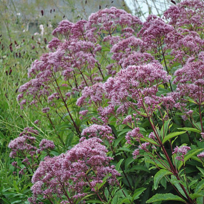 Kemeras (Eupatorium maculatum) 'Phantom'