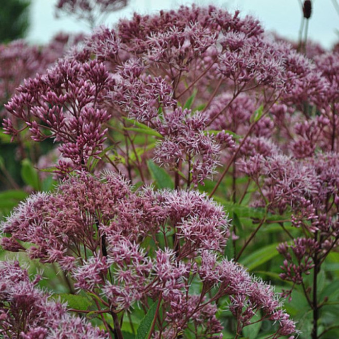 Kemeras (Eupatorium maculatum) 'Phantom'