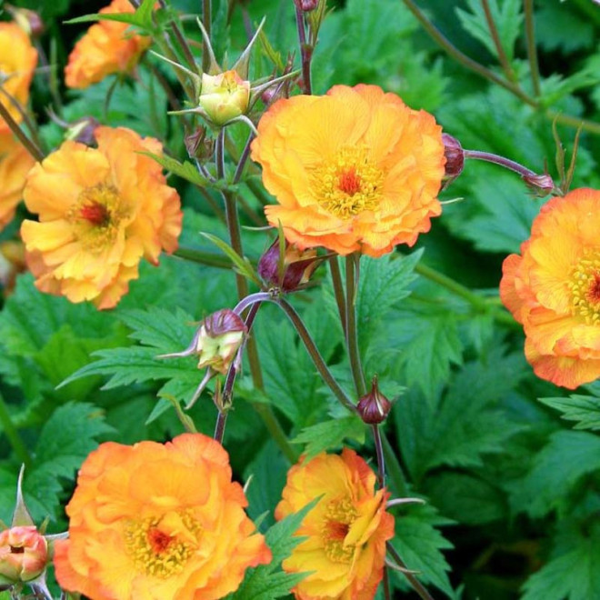 Žiognagė (Geum) 'Mango Lassi'