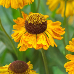 Saulainė (Helenium) 'Carmen'