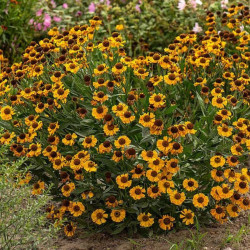 Saulainė (Helenium) 'Carmen'