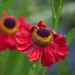 Saulainė (Helenium) 'Moerheim Beauty'