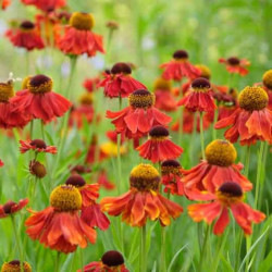 Saulainė (Helenium) 'Moerheim Beauty'
